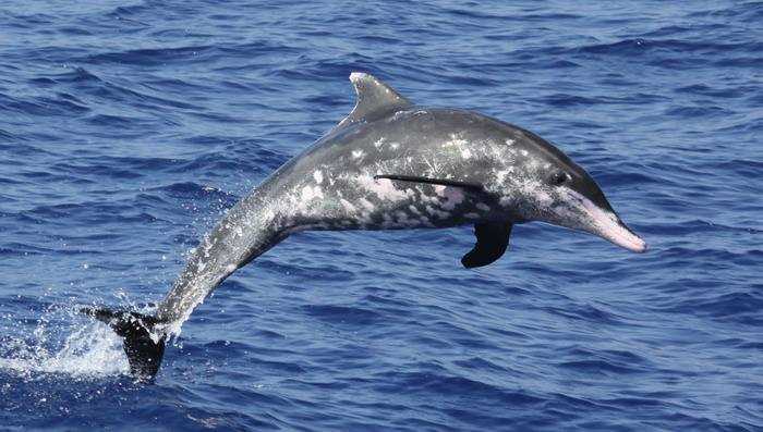 Размножение крупнозубого дельфина