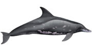 Крупнозубый дельфин (Steno bredanensis) — особенности жизни и поведения