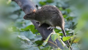 Крысы (Rattus) — история, поведение и значение в биологическом мире
