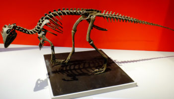 Кулиндадромей — таинственные следы динозавра из древности