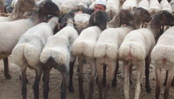 Курдючные бараны и овцы
