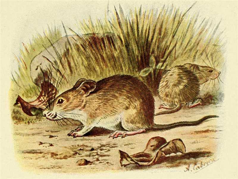 Курганчиковая мышь (Mus spicilegus)