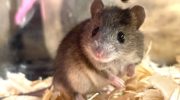 Курганчиковая мышь (Mus spicilegus) — особенности внешности и поведения