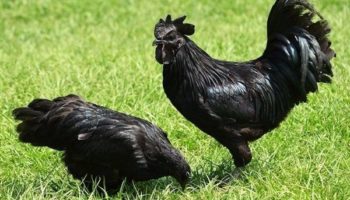 Куры аям цемани: описание породы, содержание и уход
