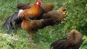 Куры феникс: описание породы, содержание и уход, отзывы