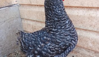Куры породы доминант