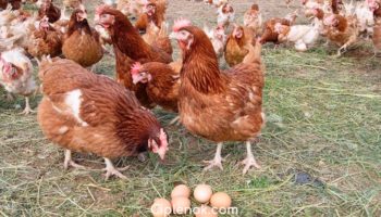 Куры породы ломан браун: описание, содержание, разведение