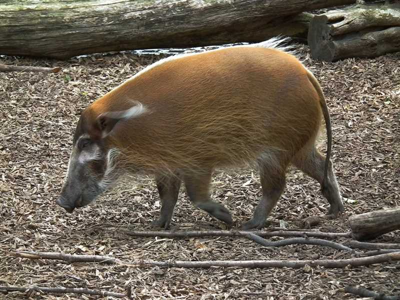Кустарниковая свинья (Potamochoerus larvatus)