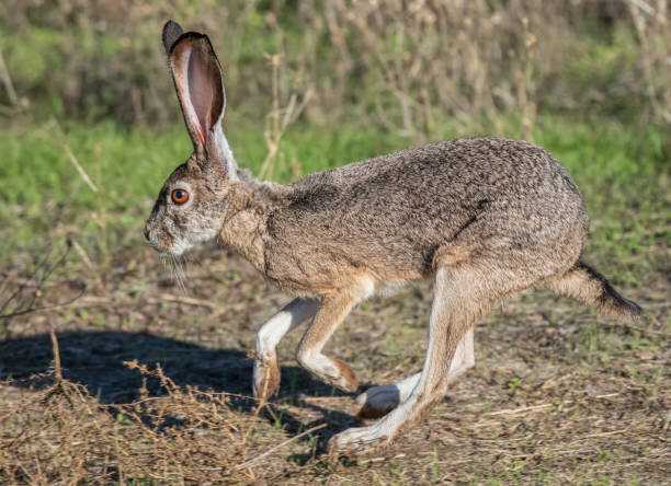 Адаптации и выживаемость кустарникового зайца