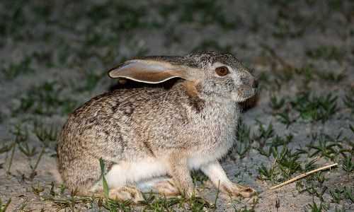 Кустарниковый заяц (Lepus saxatilis)