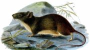 Кустарниковые крысы (Grammomys) — описание, особенности и распространение