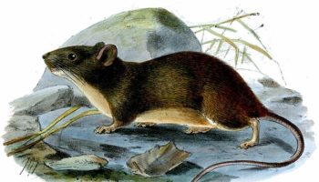 Кустарниковые крысы (Grammomys) — описание, особенности и распространение