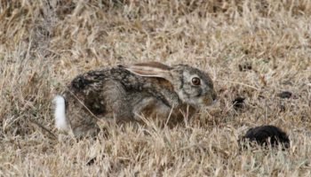 Кустарниковый заяц (Lepus saxatilis) — особенности вида и его место в экосистеме