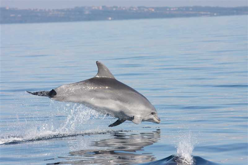 Сходство и различия ла-платского дельфина с другими видами