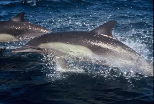 Взаимодействие ла-платского дельфина с людьми