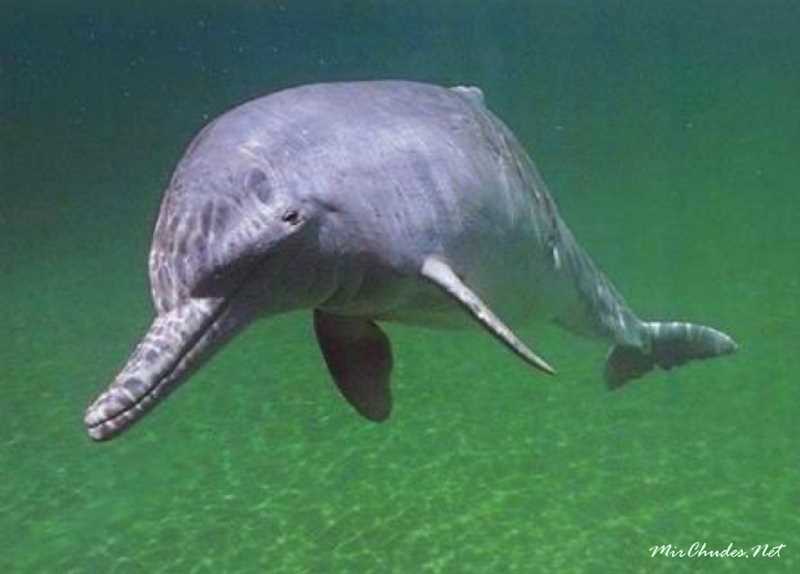 Среда обитания ла-платского дельфина