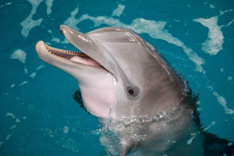 Ла-платский дельфин, или лаплатский дельфин (Pontoporia blainvillei)