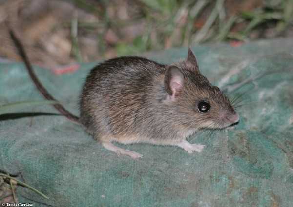 Лавовая мышь (Malpaisomys insularis)