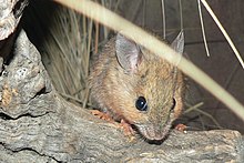 Лавовая мышь (Malpaisomys insularis)