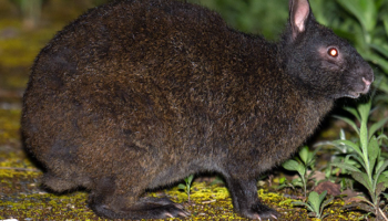 Лазающий заяц (Pentalagus furnessi) — особенности и место обитания