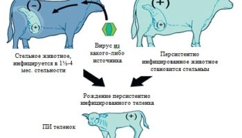 Лечение поноса у коровы, вирусной диареи у крс в домашних условиях