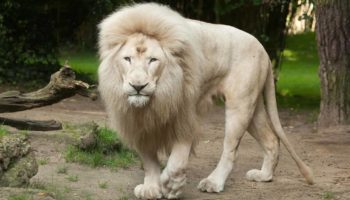 Трансваальский лев (Panthera leo krugeri)