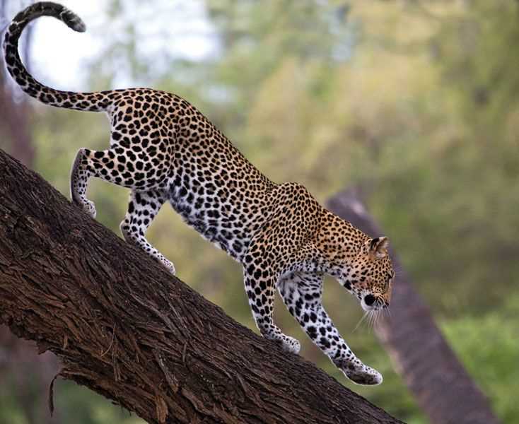 Видеоистория о леопардах