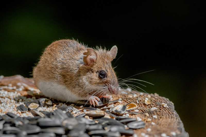 Лесная мышь (Apodemus uralensis)