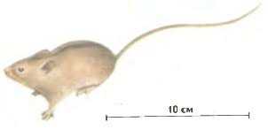 Лесная мышовка (Sicista betulina)
