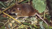 Лесная мышь — особенности внешнего вида и образа жизни
