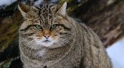 Лесной кот, дикий кот, или европейский кот (Felis silvestris)