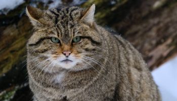 Лесной кот, дикий кот, или европейский кот (Felis silvestris)