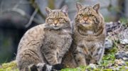 Род Кошки (Felis) — описание и разнообразие видов