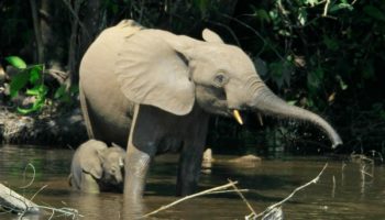 Семейство слоновые — удивительные и могучие создания