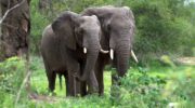 Мир лесных слонов — узнайте больше о Loxodonta cyclotis