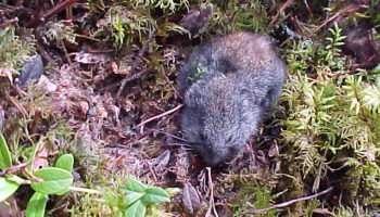 Лесной лемминг (Myopus schisticolor) — особенности поведения и место обитания