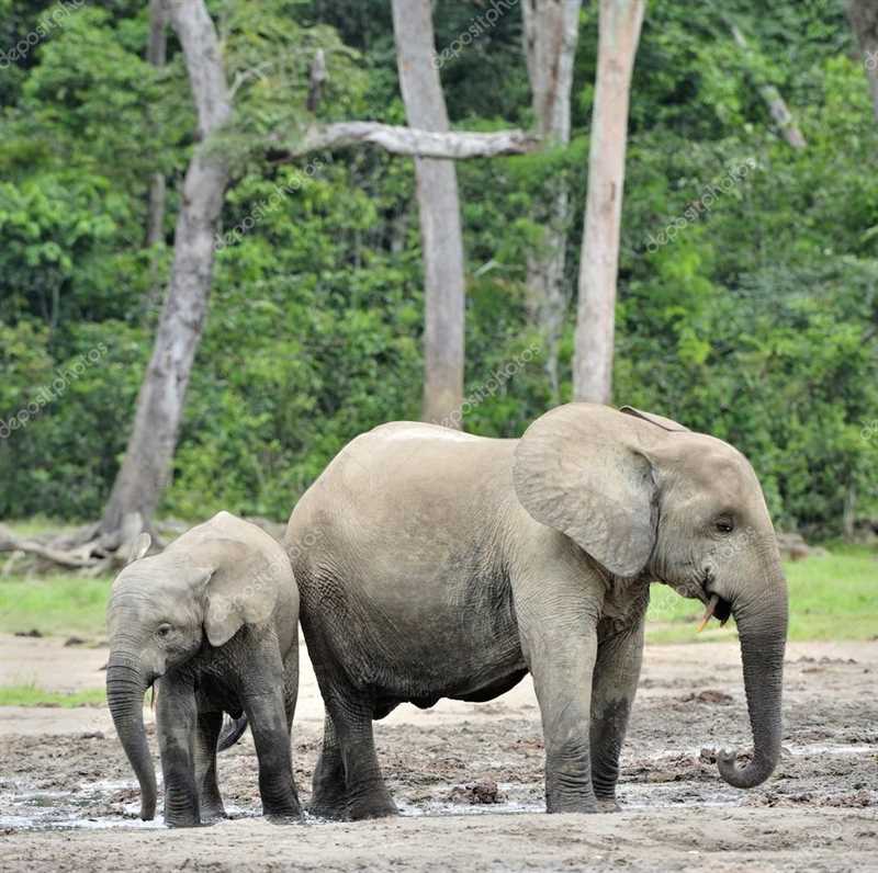 Питание и рацион лесного слона