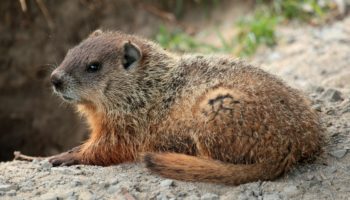 Лесной сурок (Marmota monax) — особенности поведения и образ жизни