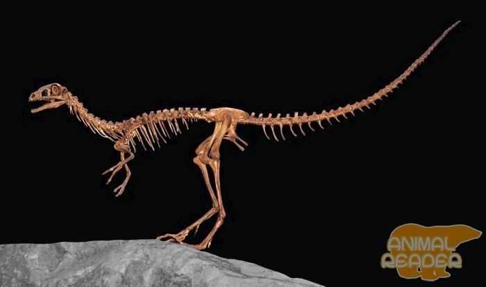 Лесотозавр (Lesothosaurus)