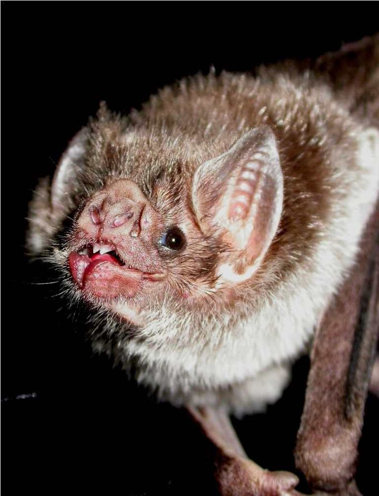 Летучая мышь Обыкновенный вампир (Desmodus rotundus)