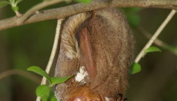 Летучая мышь Красный волосатохвост (Lasiurus borealis)