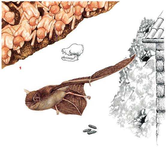 Влияние летучих мышей Длиннокрылы на экосистему