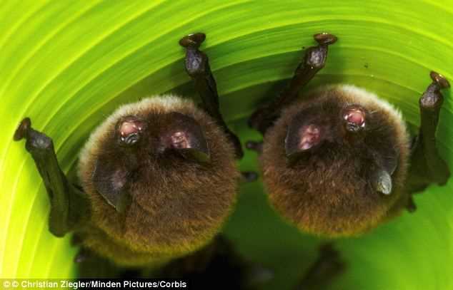 Примеры пищи для летучих мышей Мадагаскарских присосконогих: