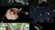 Летучие мыши Присосконоги — особенности и адаптации