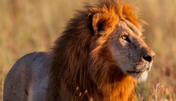 Африканский лев — король саванны