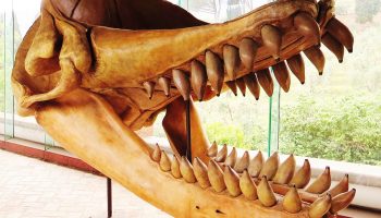 Левиафан Мелвиля — зубы древнего хищника