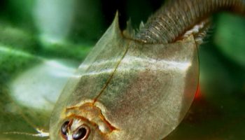 Листоногие — исследование фауны Phyllopoda