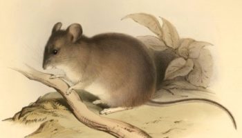 Листоухие хомячки (Phyllotis) — особенности и места обитания
