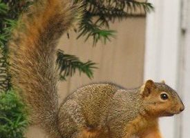 Лисья белка, или чёрная белка (Sciurus niger)