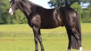 Лошадь ганноверской породы: кони выведенные в ганновере красивы и выносливы